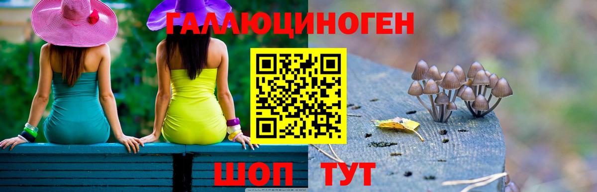 Галлюциногенные грибы Psilocybe Коряжма